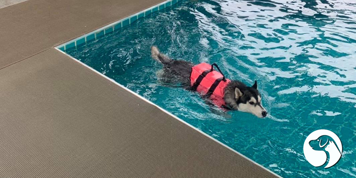 Mahzon Resort ที่ฝากเลี้ยงน้องหมาพร้อมสระว่ายน้ำ