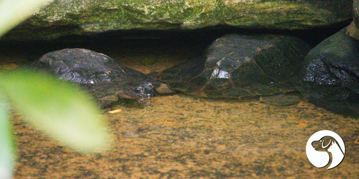 เต่าทับทิม (Notochelys Platynota) - Baanfarmers เต่าน้ำจืดเป็นเต่าที่พบในไทย
