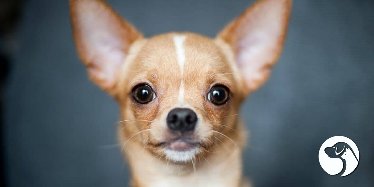 สุนัขพันธุ์เล็กอะไรบ้างที่สมองไม่เล็ก