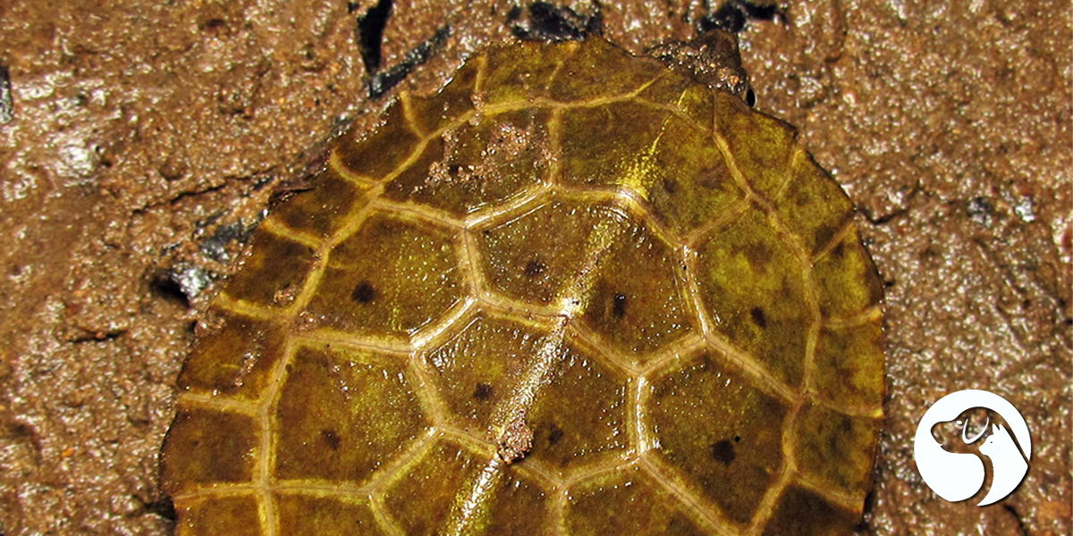 เต่าใบไม้ (Cyclemys dentata)