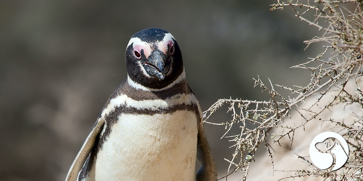 เพนกวินมาเจลลัน (Magellanic Penguin)