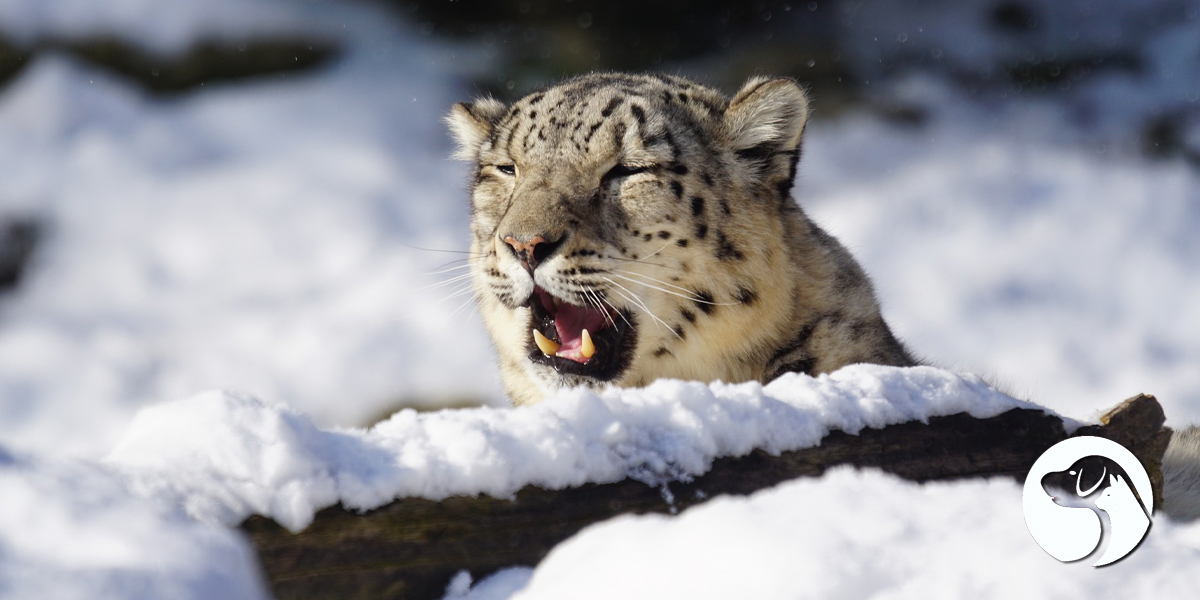 เสือดาวหิมะ