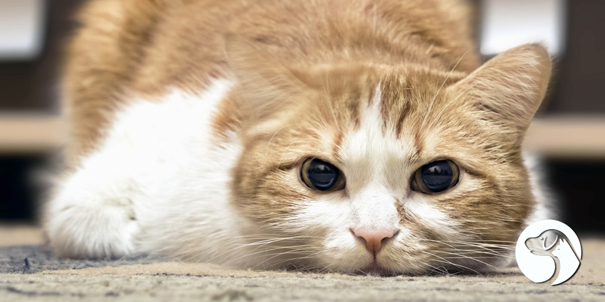 ไข้หวัดแมวรู้เท่าทันรักษาได้ไว