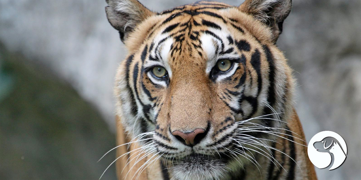 สายพันธุ์เสือ ที่ถูกยกเป็นสัตว์ป่าคุ้มครอง