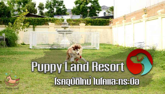 Puppy Land Resort ที่รับเลี้ยงสุนัขกรุงเทพฯ ตลิ่งชัน