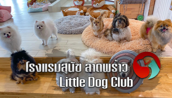 โรงแรมสุนัข ลาดพร้าว Little Dog Club