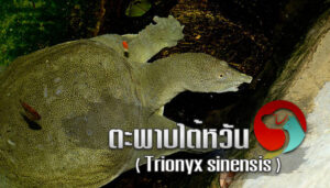 ตะพาบไต้หวัน (Trionyx sinensis)