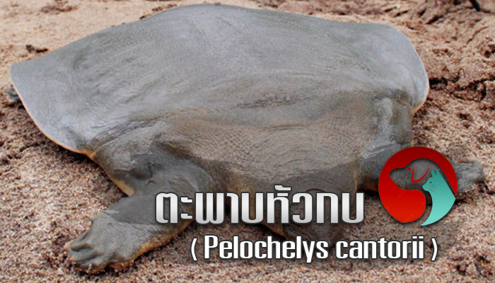 ตะพาบหัวกบ (Pelochelys cantorii)