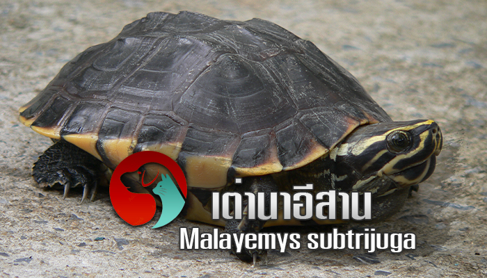 เต่านาอีสาน Malayemys subtrijuga