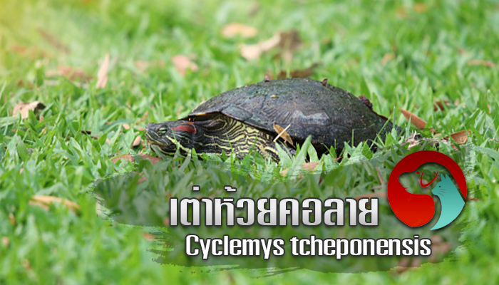เต่าห้วยคอลาย Cyclemys tcheponensis
