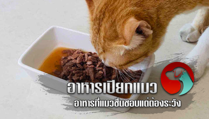 อาหารเปียกแมว อาหารที่แมวชื่นชอบแต่ต้องระวัง