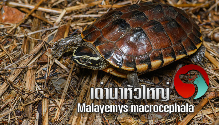 เต่านาหัวใหญ่ Malayemys macrocephala