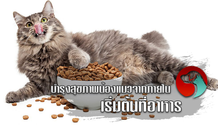 บำรุงสุขภาพน้องแมวจากภายใน เริ่มต้นที่อาหาร
