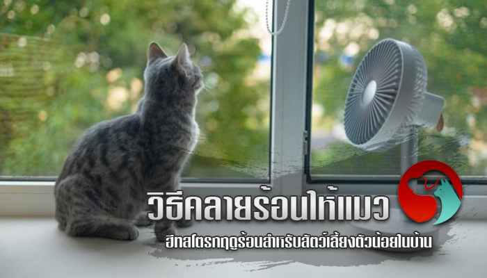 วิธีคลายร้อนให้แมว ฮีทสโตรกฤดูร้อนสำหรับสัตว์เลี้ยงตัวน้อยในบ้าน