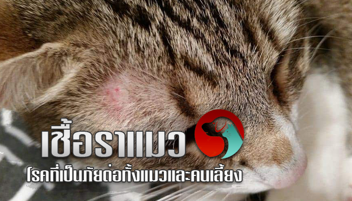เชื้อราแมว โรคผิวหนังที่เป็นภัยต่อทั้งแมวและคนเลี้ยง