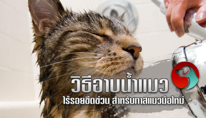 วิธีอาบน้ำแมว ง่ายๆ ไร้รอยขีดข่วน สำหรับทาสแมวมือใหม่